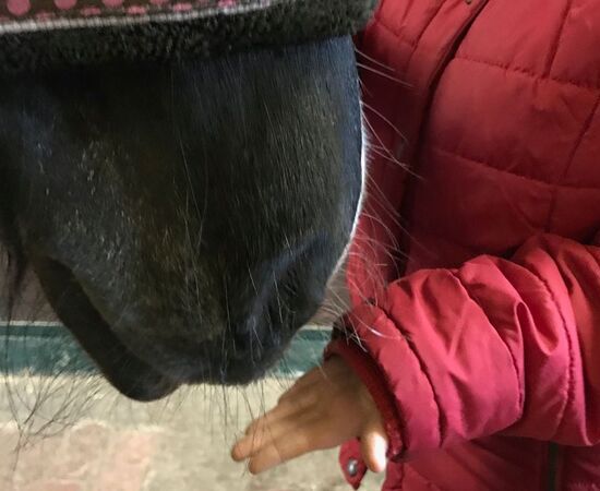 Equine Ergotherapie mit dem Pferd