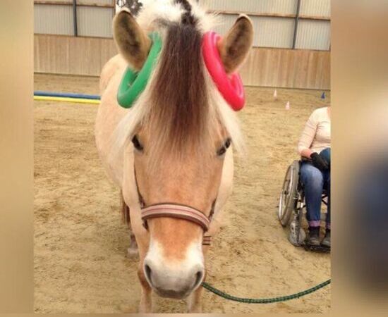 Equine Ergotherapie